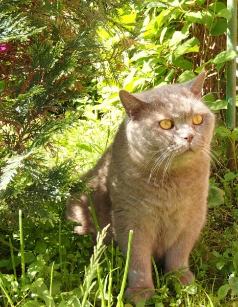 Кошки в нашей жизни. Кошки и все, что с ними связано.
