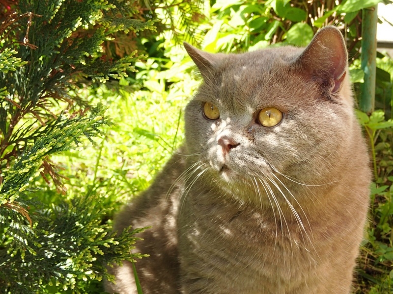 Кошки в нашей жизни. Кошки и все, что с ними связано.