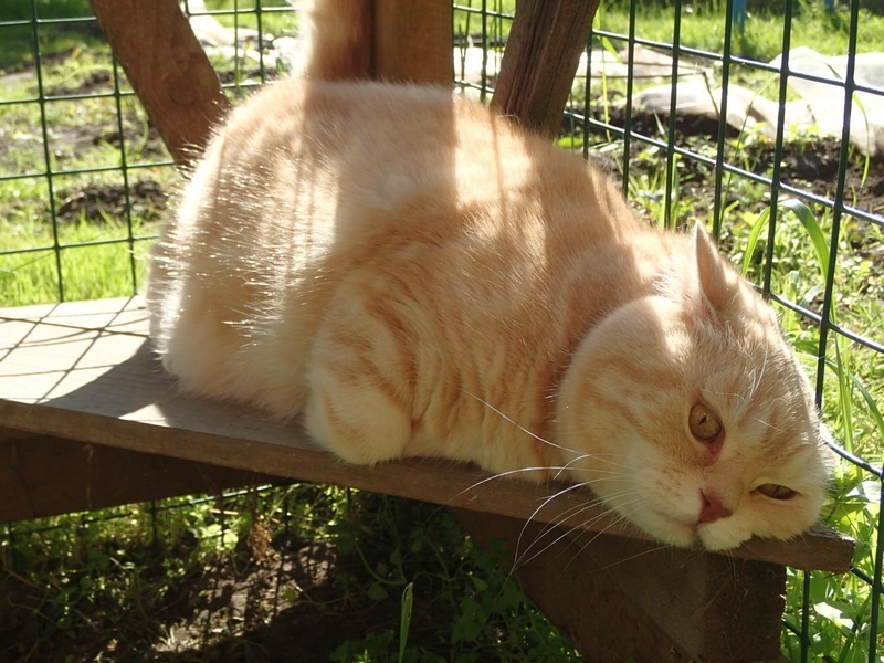 Кошки в нашей жизни. Кошки и все, что с ними связано.