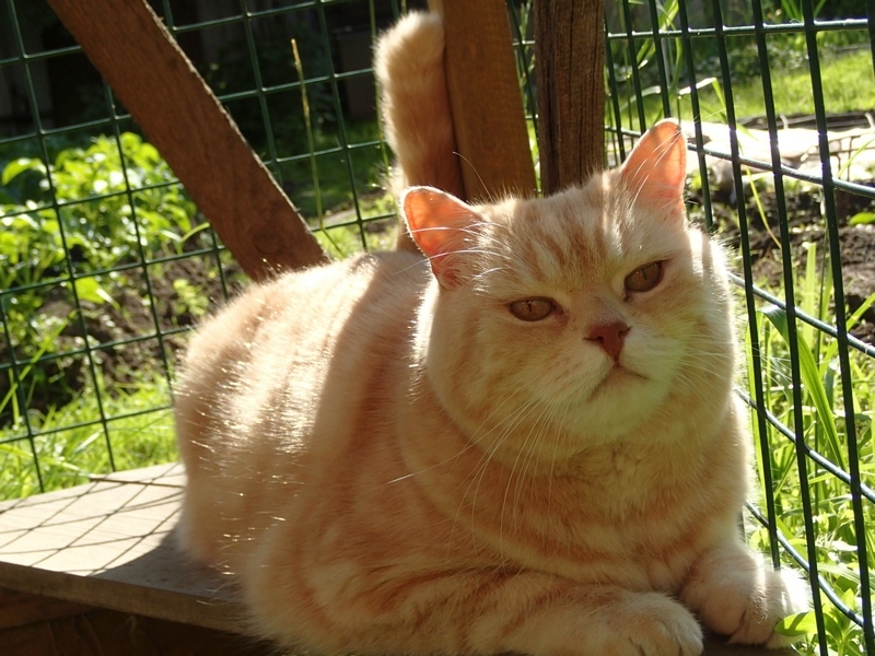 Кошки в нашей жизни. Кошки и все, что с ними связано.