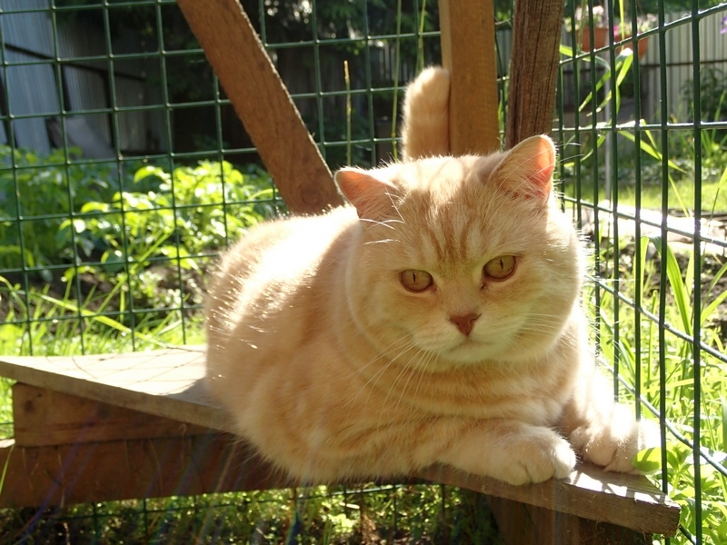 Кошки в нашей жизни. Кошки и все, что с ними связано.