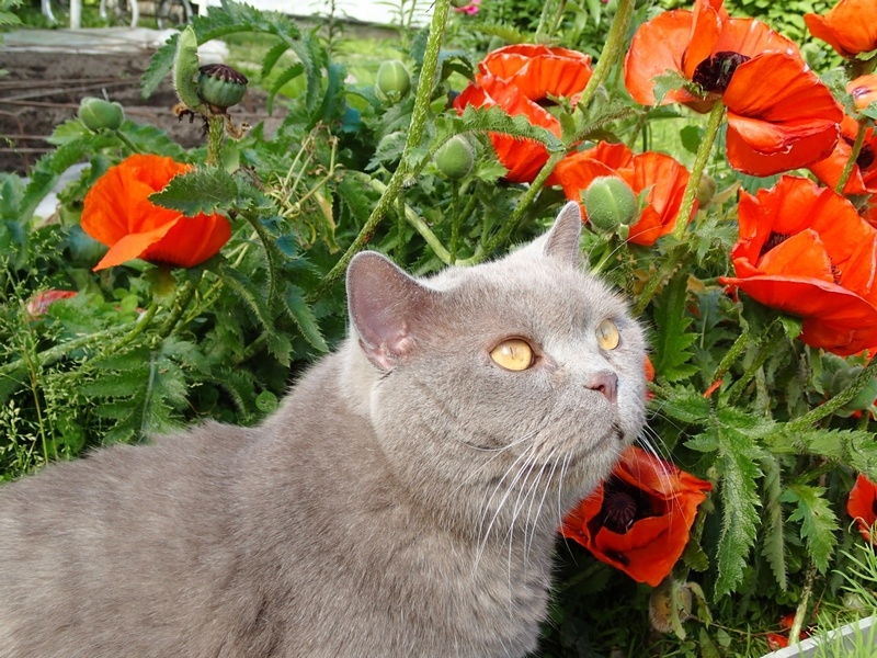 Кошки в нашей жизни. Кошки и все, что с ними связано.