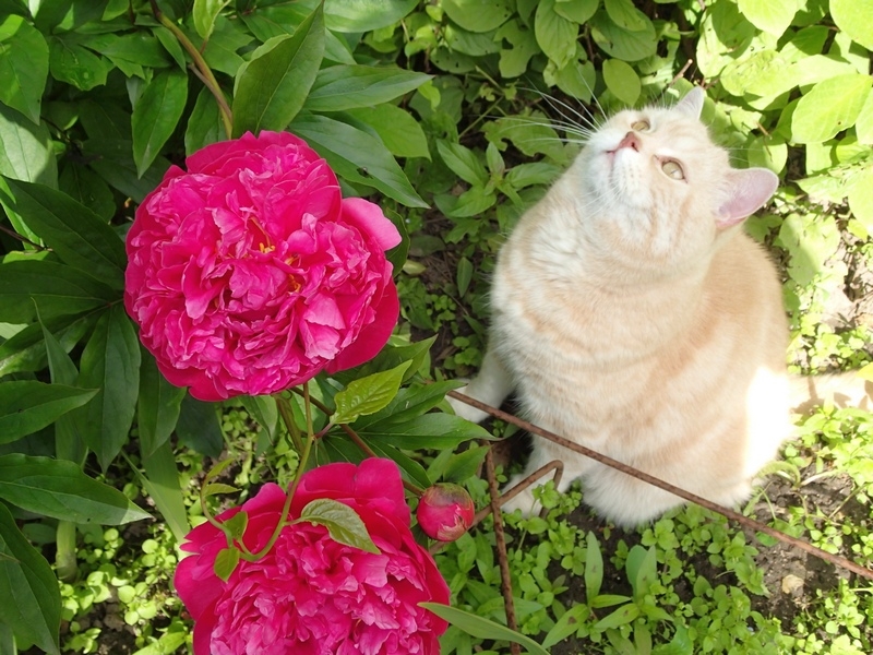 Кошки в нашей жизни. Кошки и все, что с ними связано.