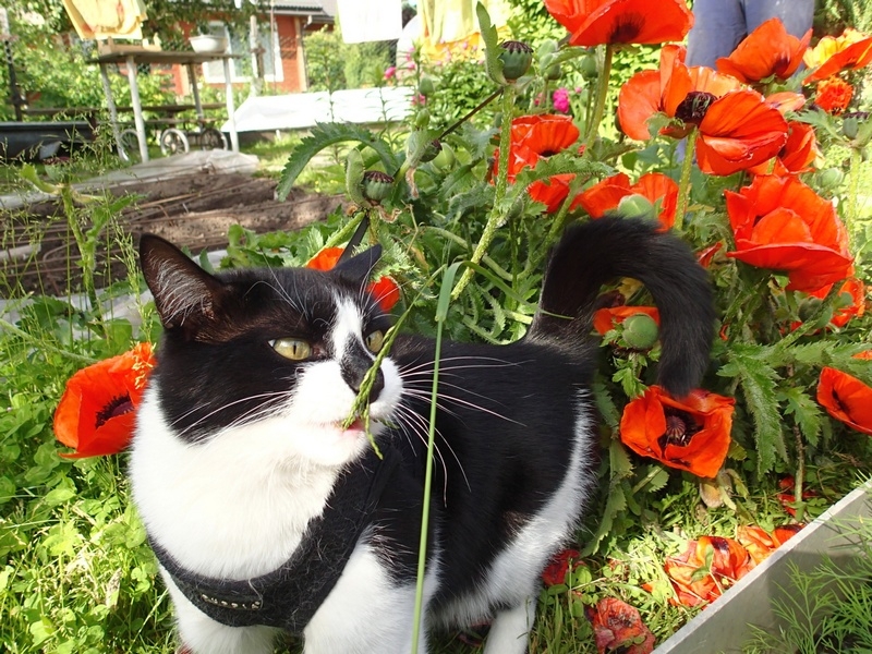 Кошки в нашей жизни. Кошки и все, что с ними связано.