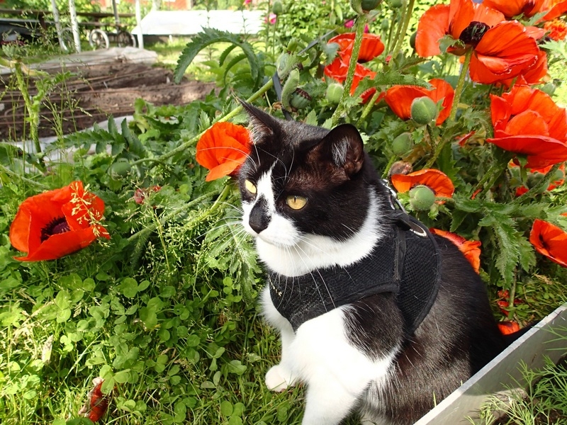 Кошки в нашей жизни. Кошки и все, что с ними связано.