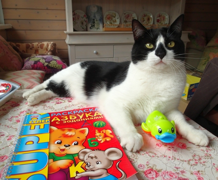 Кошки в нашей жизни. Кошки и все, что с ними связано.