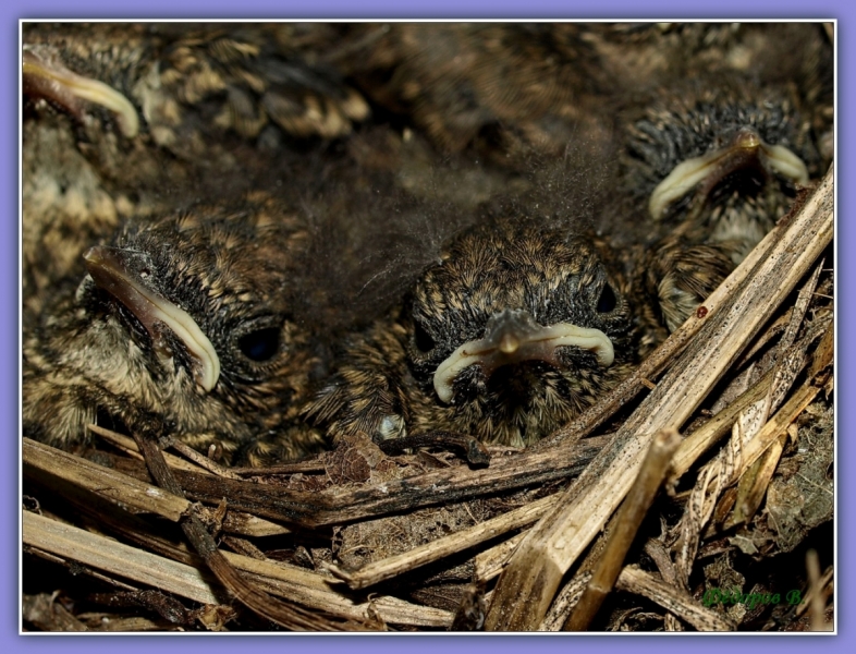 Фотографии птиц