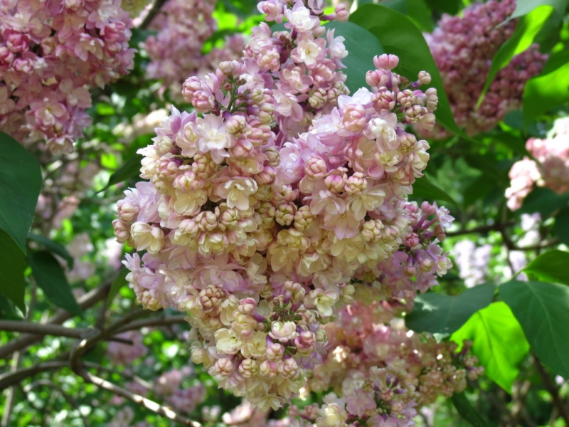 Кошки в нашей жизни. Кошки и все, что с ними связано.