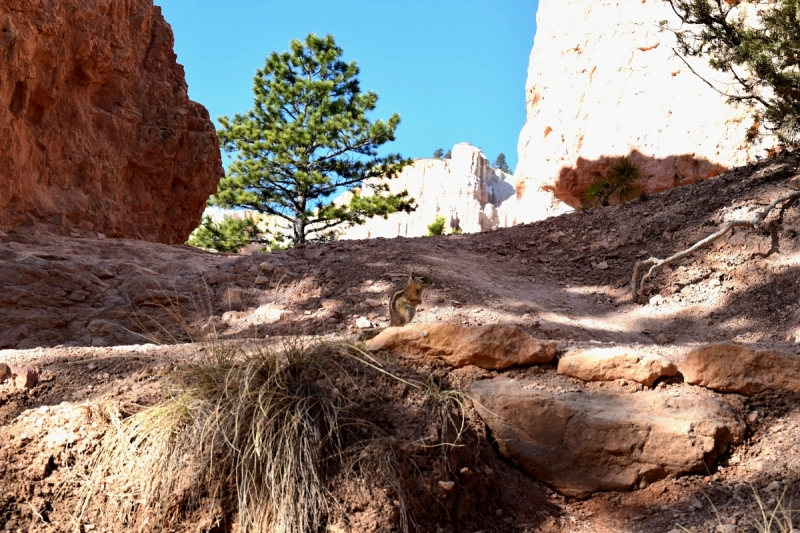 Мечты должны сбываться: частичка запада США за 15 дней