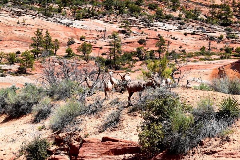 Мечты должны сбываться: частичка запада США за 15 дней