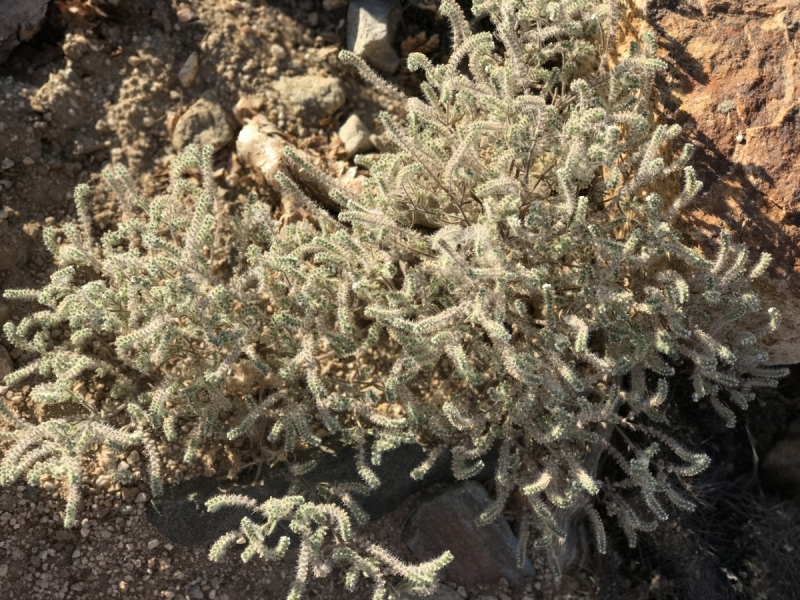 Большие города . Запад и Восток США