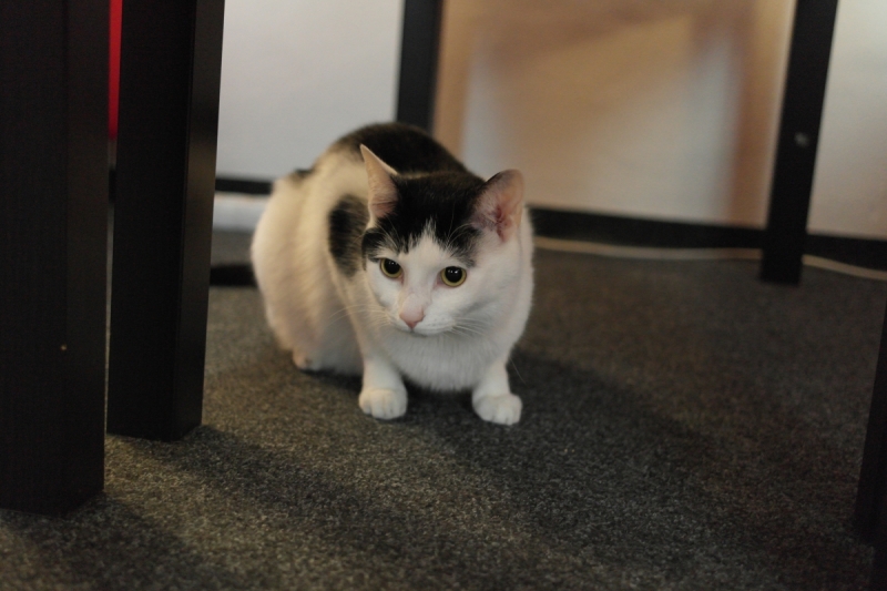 Где вкусно и недорого поесть в Праге