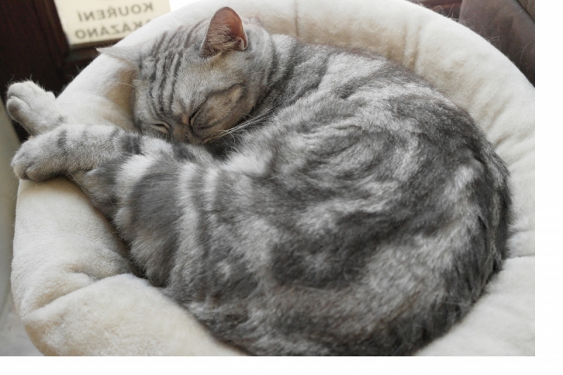 Где вкусно и недорого поесть в Праге