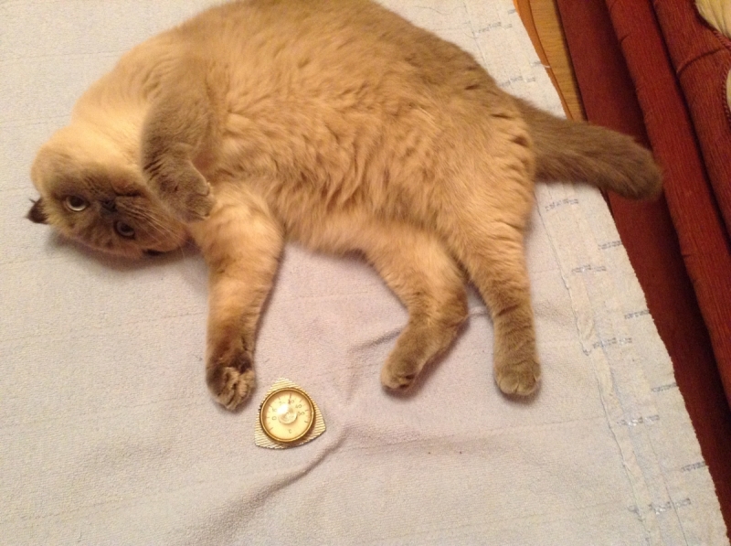 Кошки в нашей жизни. Кошки и все, что с ними связано.