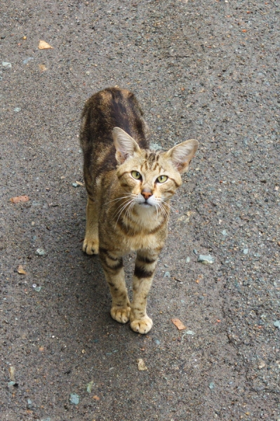 Кошки в нашей жизни. Кошки и все, что с ними связано.