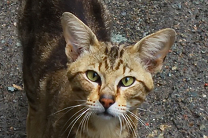 Кошки в нашей жизни. Кошки и все, что с ними связано.