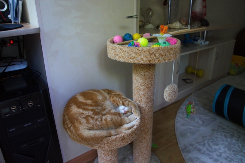 Кошки в нашей жизни. Кошки и все, что с ними связано.