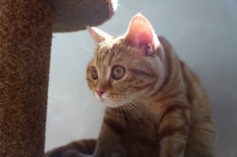 Кошки в нашей жизни. Кошки и все, что с ними связано.