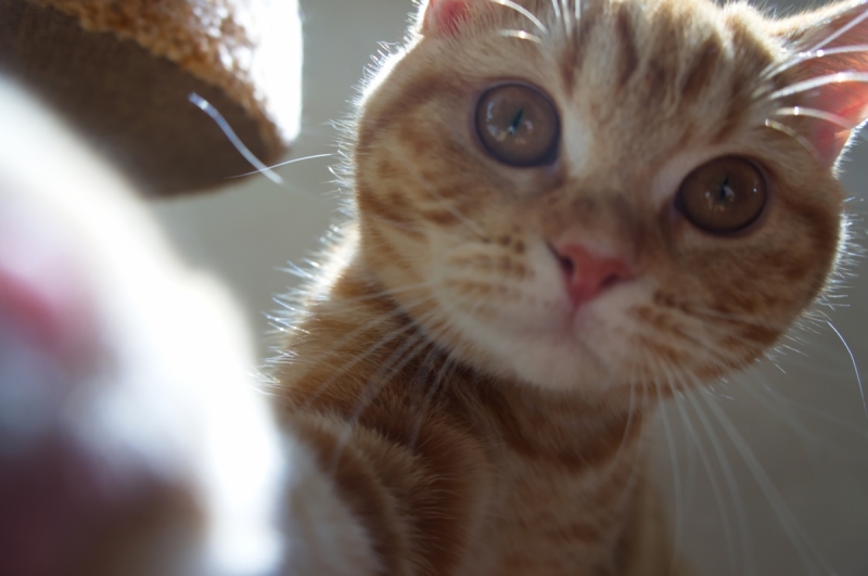 Кошки в нашей жизни. Кошки и все, что с ними связано.