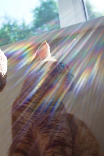 Кошки в нашей жизни. Кошки и все, что с ними связано.