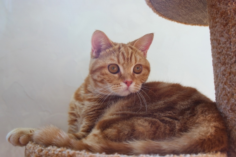 Кошки в нашей жизни. Кошки и все, что с ними связано.