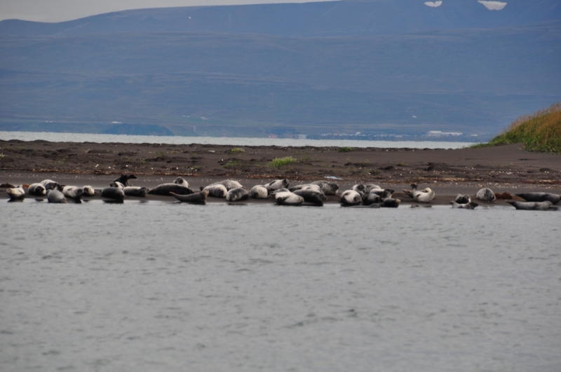 Исландская сага или в поисках китов и северного сияния.
