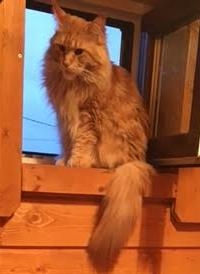 Кошки в нашей жизни. Кошки и все, что с ними связано.