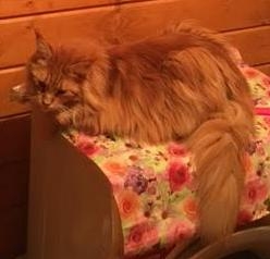 Кошки в нашей жизни. Кошки и все, что с ними связано.