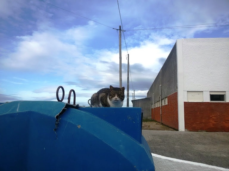 Португалия в конце ноября (Лиссабон,Кабо ди Рока, Порто, Авейро, Кошта Нова, Коимбра)