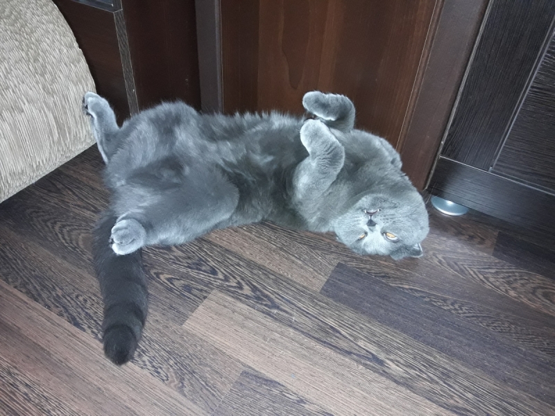 Кошки в нашей жизни. Кошки и все, что с ними связано.