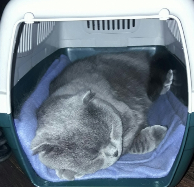 Кошки в нашей жизни. Кошки и все, что с ними связано.