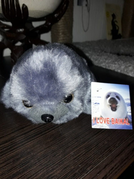 Кошки в нашей жизни. Кошки и все, что с ними связано.