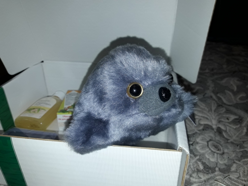 Кошки в нашей жизни. Кошки и все, что с ними связано.