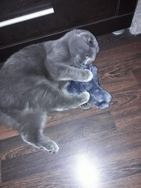 Кошки в нашей жизни. Кошки и все, что с ними связано.