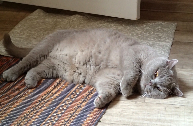 Кошки в нашей жизни. Кошки и все, что с ними связано.