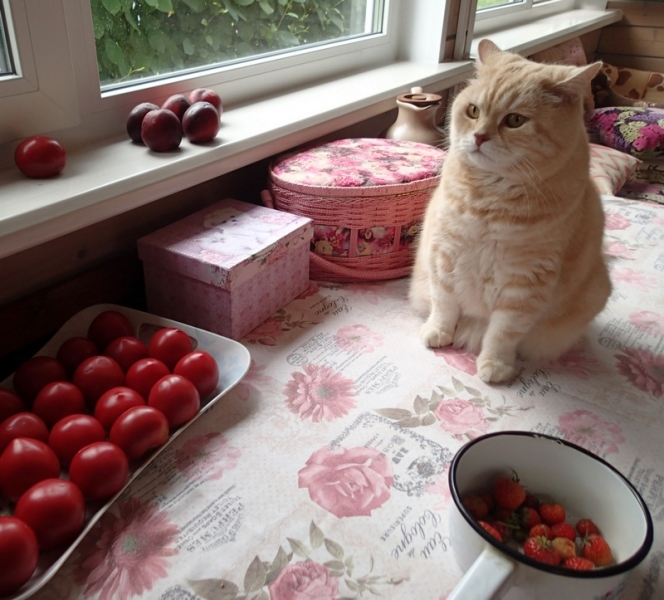 Кошки в нашей жизни. Кошки и все, что с ними связано.