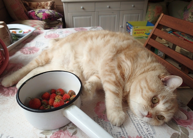 Кошки в нашей жизни. Кошки и все, что с ними связано.