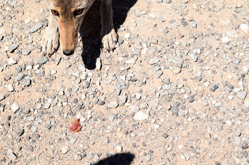 Мечты должны сбываться: частичка запада США за 15 дней