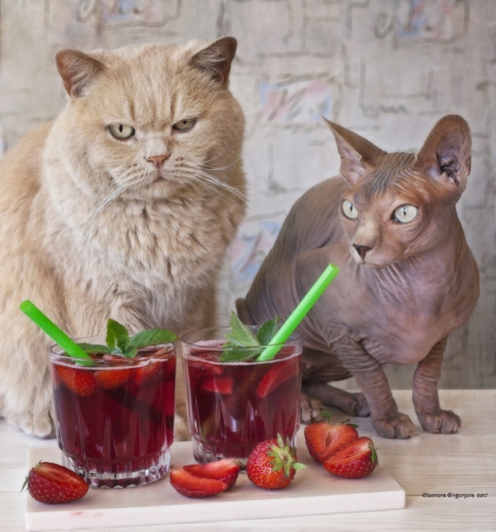 Кошки в нашей жизни. Кошки и все, что с ними связано.