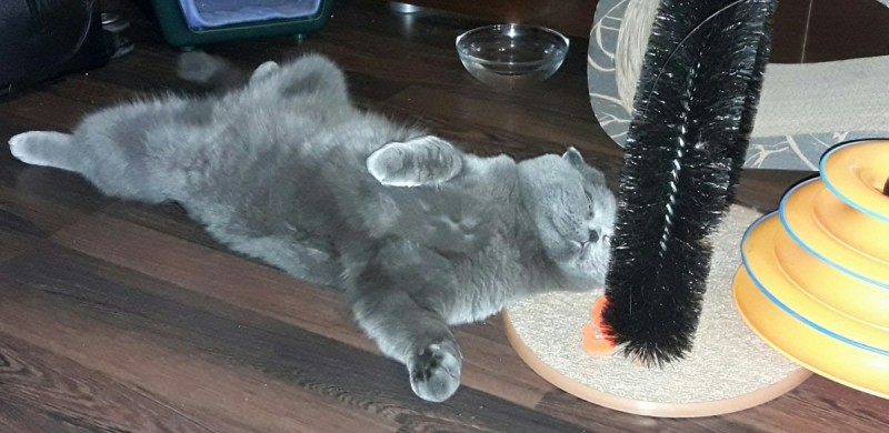 Кошки в нашей жизни. Кошки и все, что с ними связано.