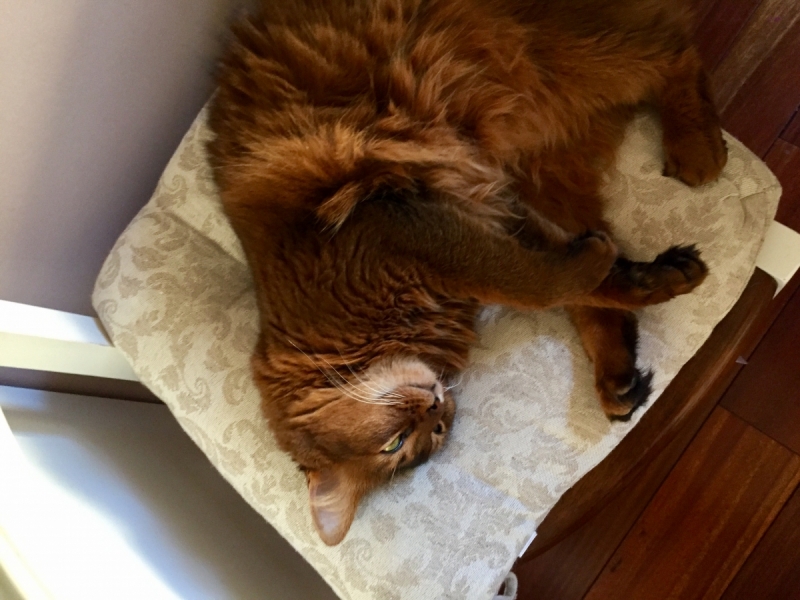 Кошки в нашей жизни. Кошки и все, что с ними связано.