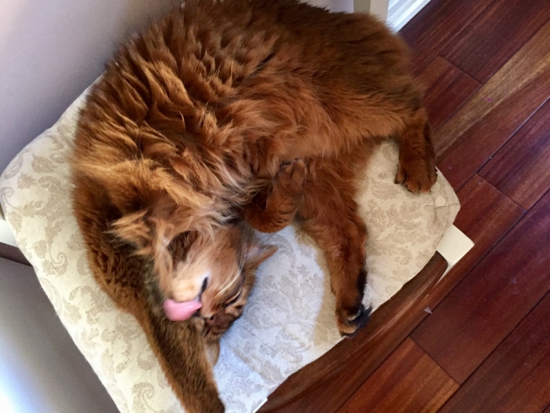 Кошки в нашей жизни. Кошки и все, что с ними связано.