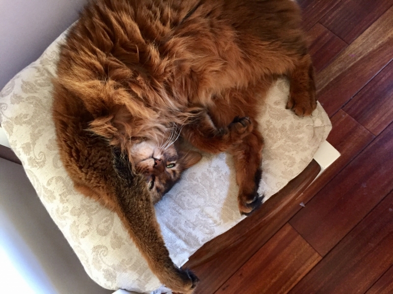 Кошки в нашей жизни. Кошки и все, что с ними связано.