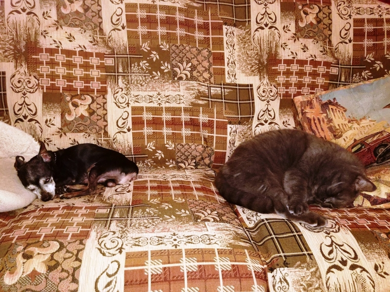 Кошки в нашей жизни. Кошки и все, что с ними связано.