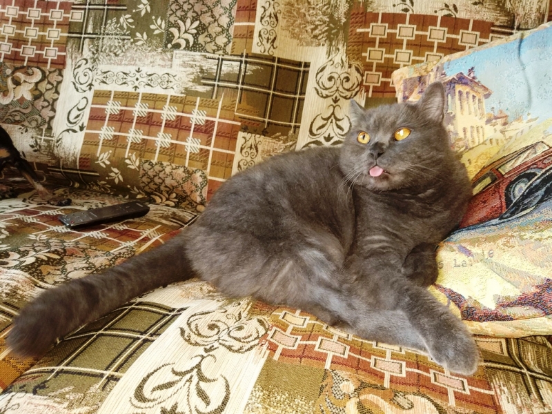 Кошки в нашей жизни. Кошки и все, что с ними связано.