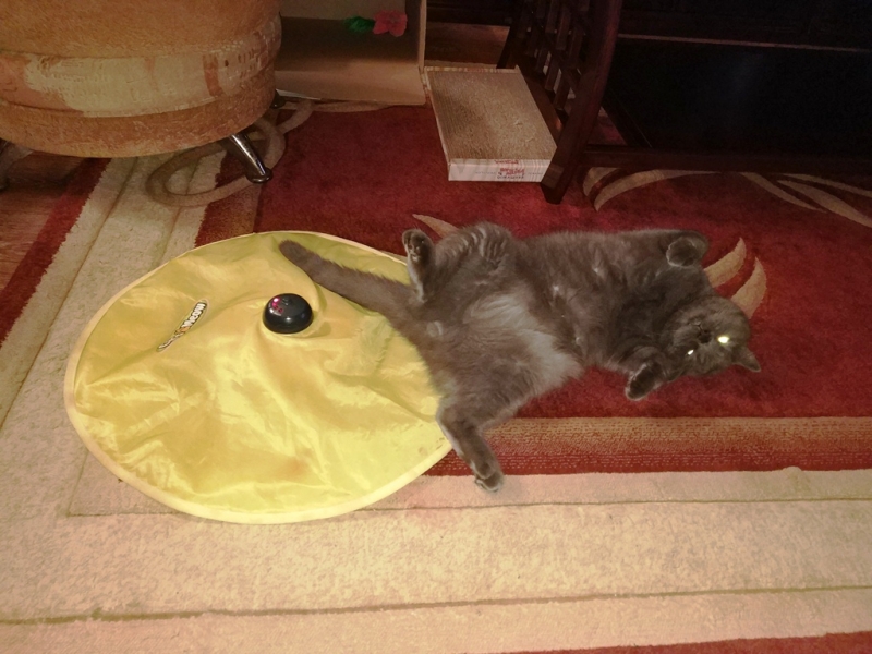 Кошки в нашей жизни. Кошки и все, что с ними связано.