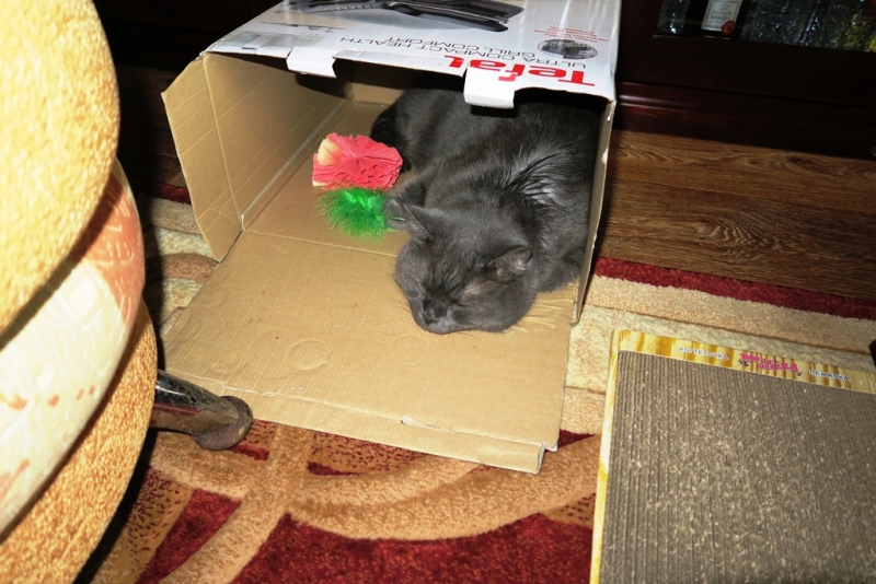 Кошки в нашей жизни. Кошки и все, что с ними связано.