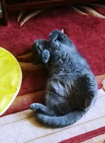 Кошки в нашей жизни. Кошки и все, что с ними связано.