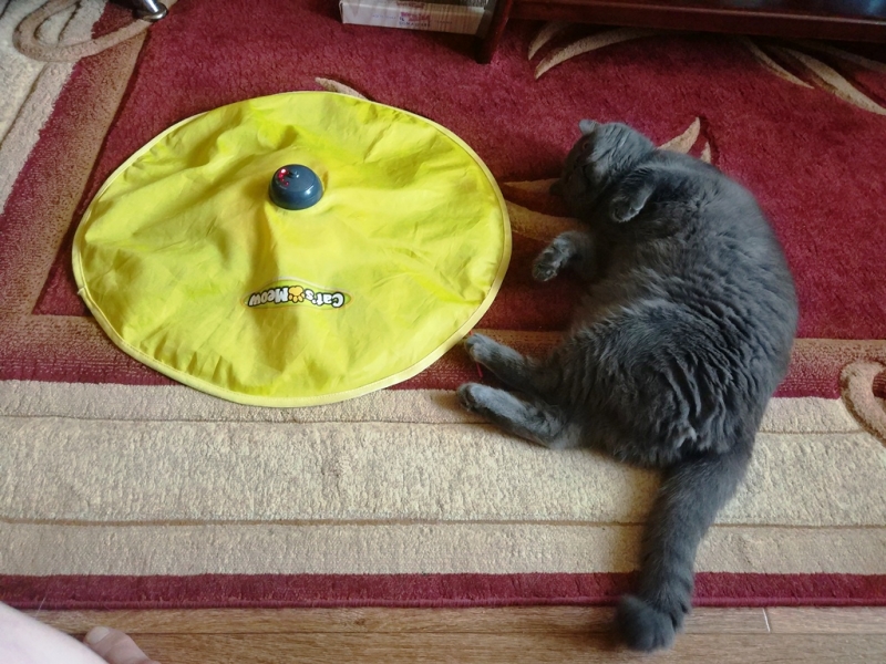 Кошки в нашей жизни. Кошки и все, что с ними связано.