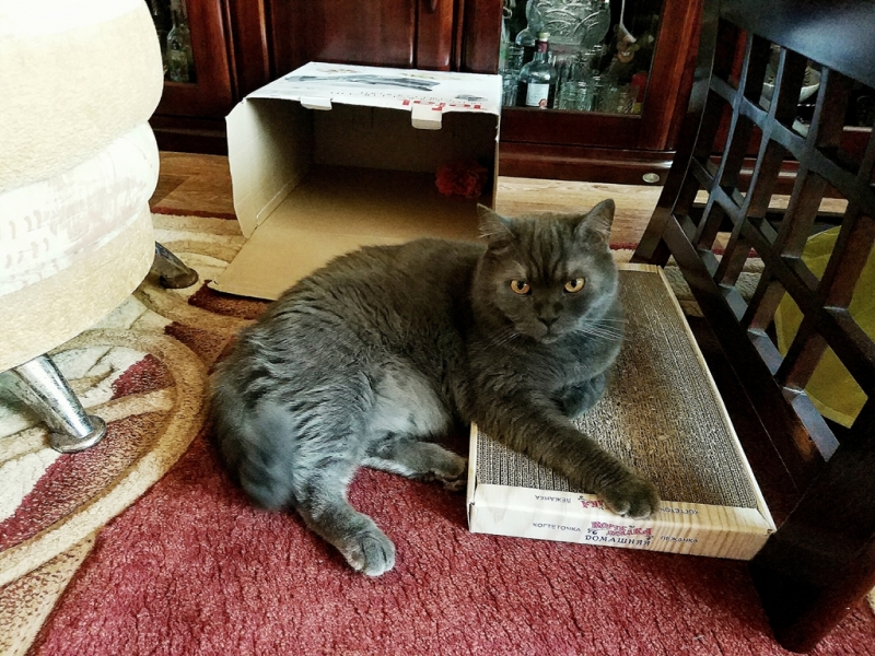 Кошки в нашей жизни. Кошки и все, что с ними связано.